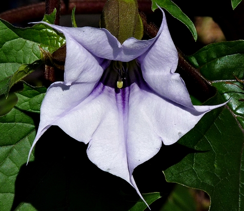 {Datura stramonium}